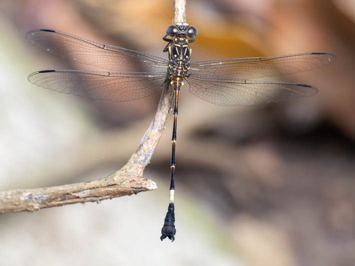 Epigomphus tumefactus (Lowland Knobtail) male-4.jpg
